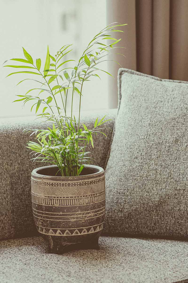 Plant on Sofa